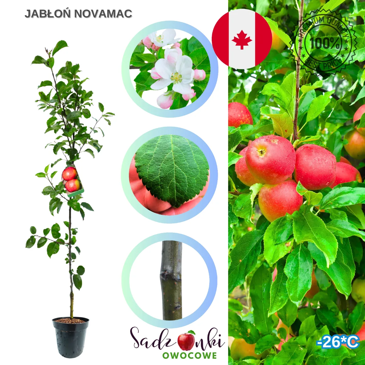jabłoń Novamac sadzonka kontenerowa drzewka owocowego przygotowana do pakowania