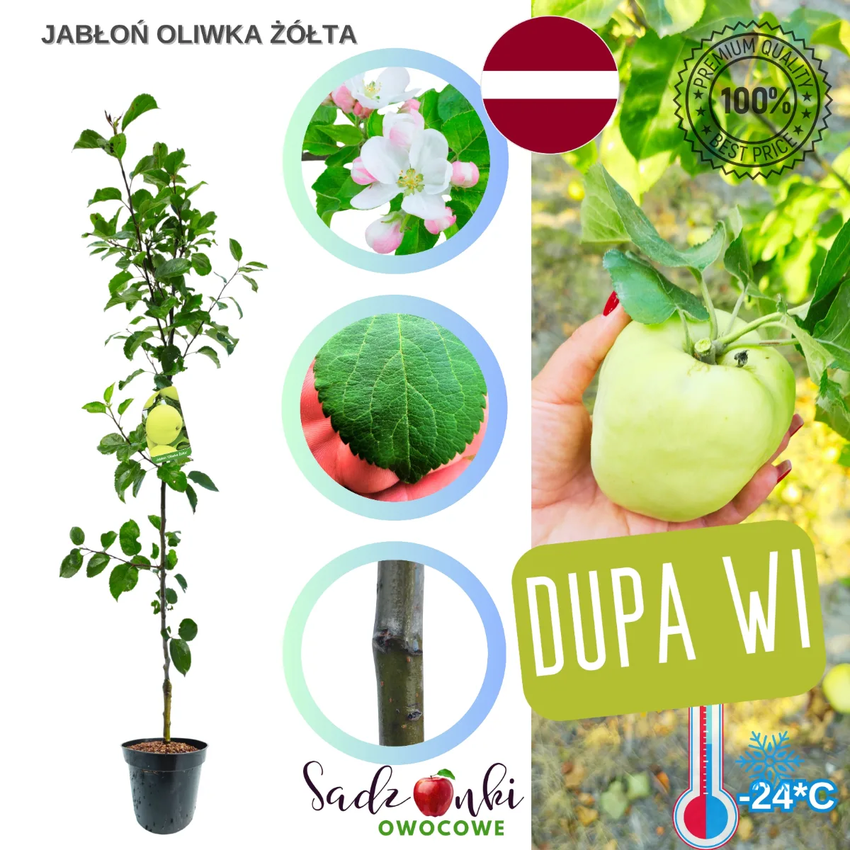 jabłoń Oliwka Żółta sadzonka drzewka owocowego w donicy szkółkarskiej