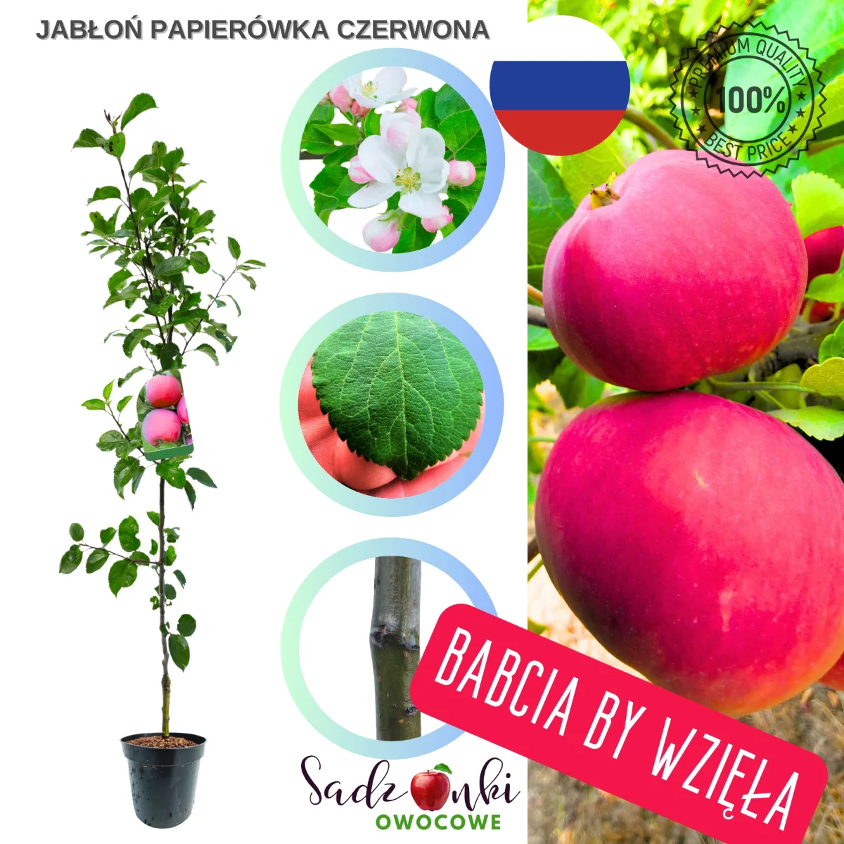 jabłoń Papierówka Czerwona sadzonka kontenerowa drzewka owocowego przygotowana do wysyłki