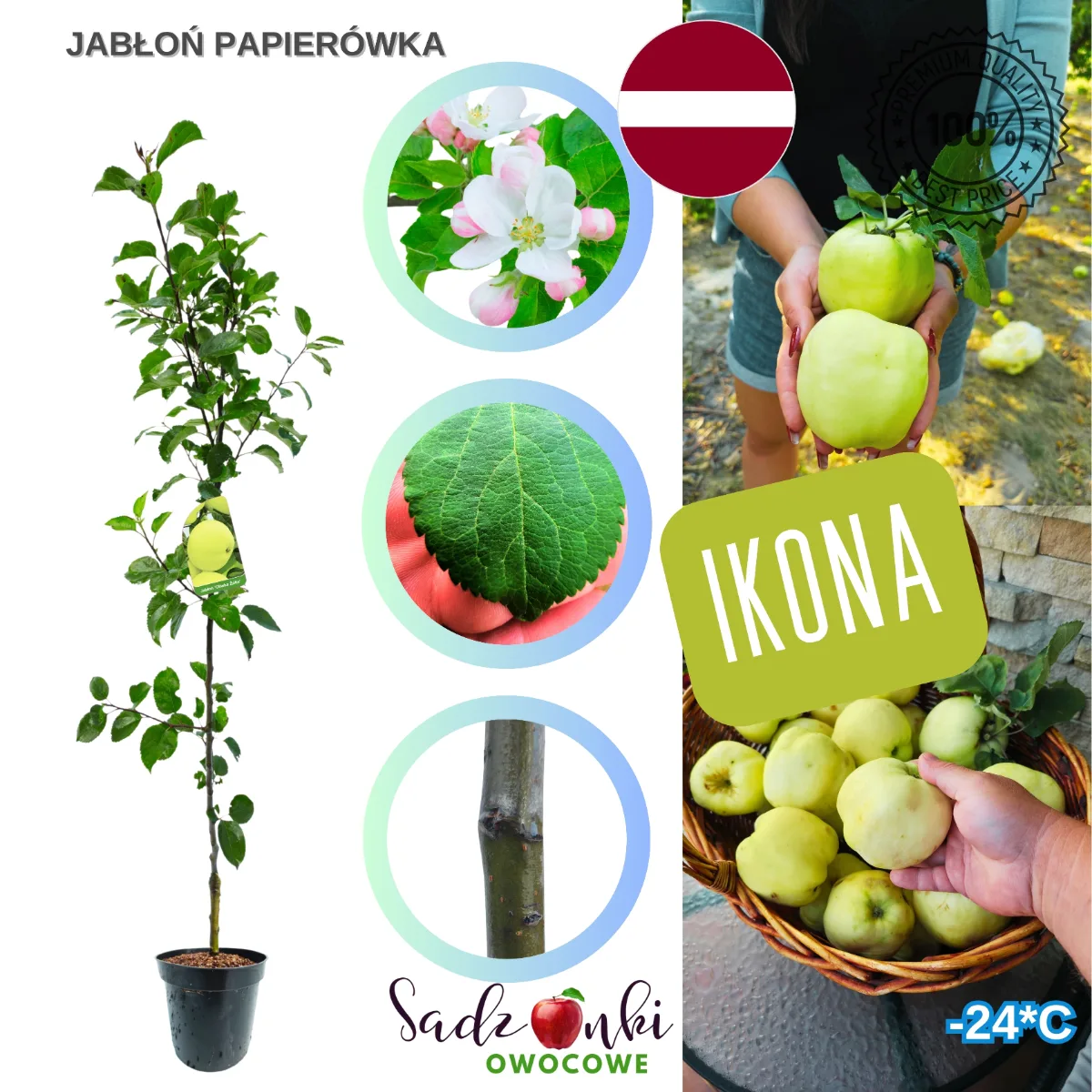 jabłoń papierówka sadzonka prosto ze szkółki