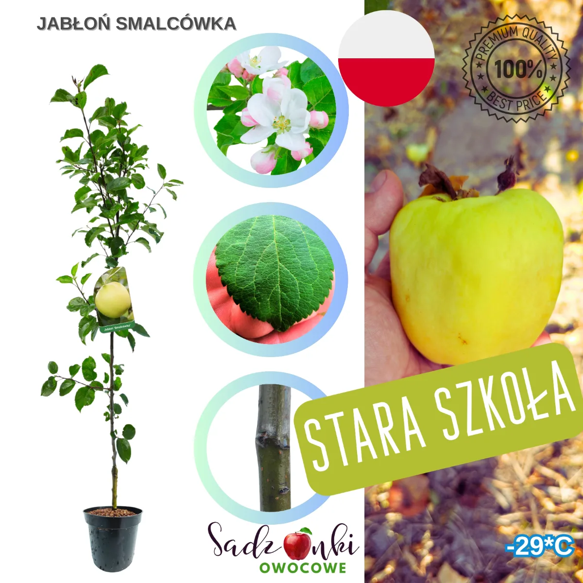 jabłoń Smalcówka sadzonka drzewka owocowego w pojemniku szkółkarskim