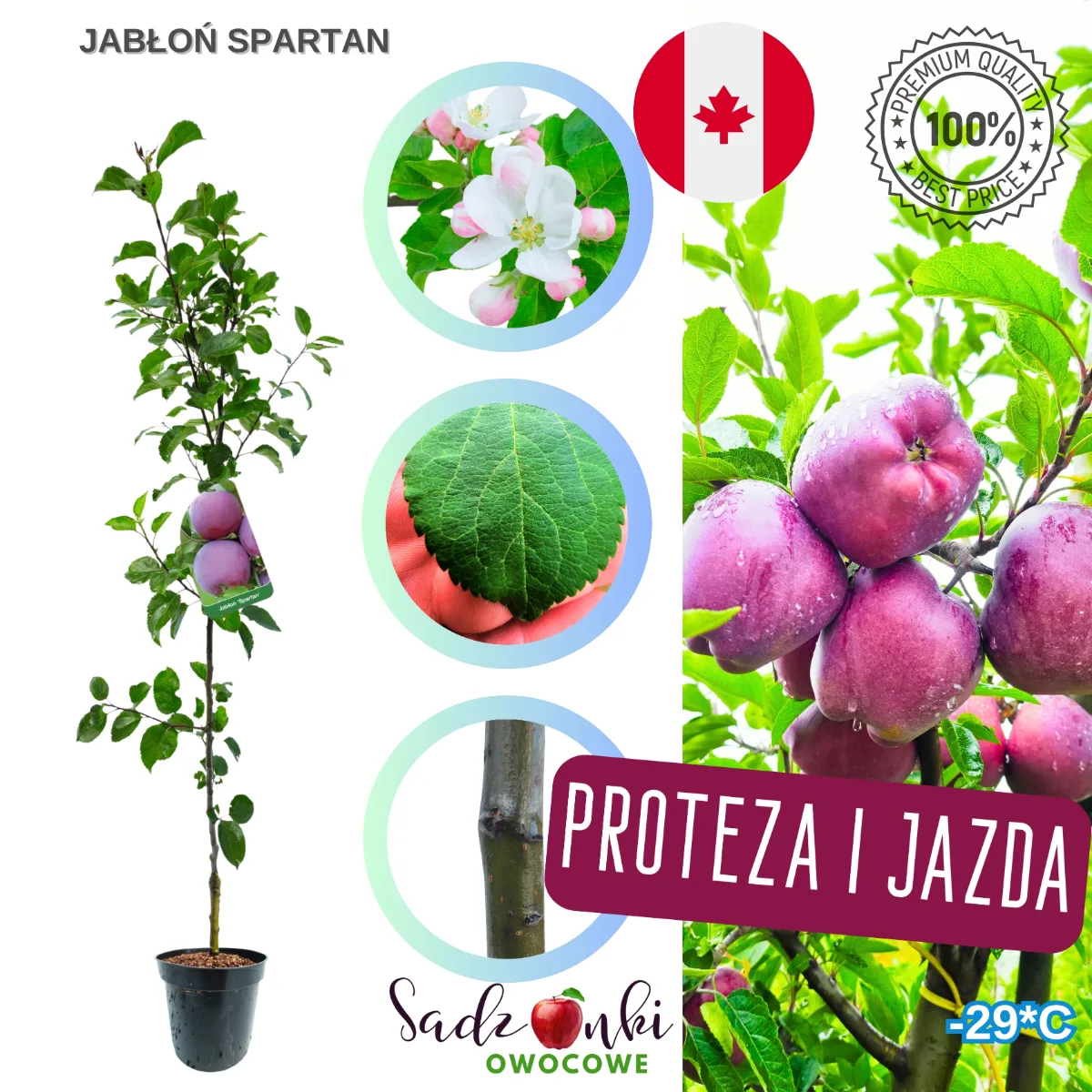 jabłoń Spartan sadzonka kontenerowa drzewka owocowego zabezpieczona do wysyłki