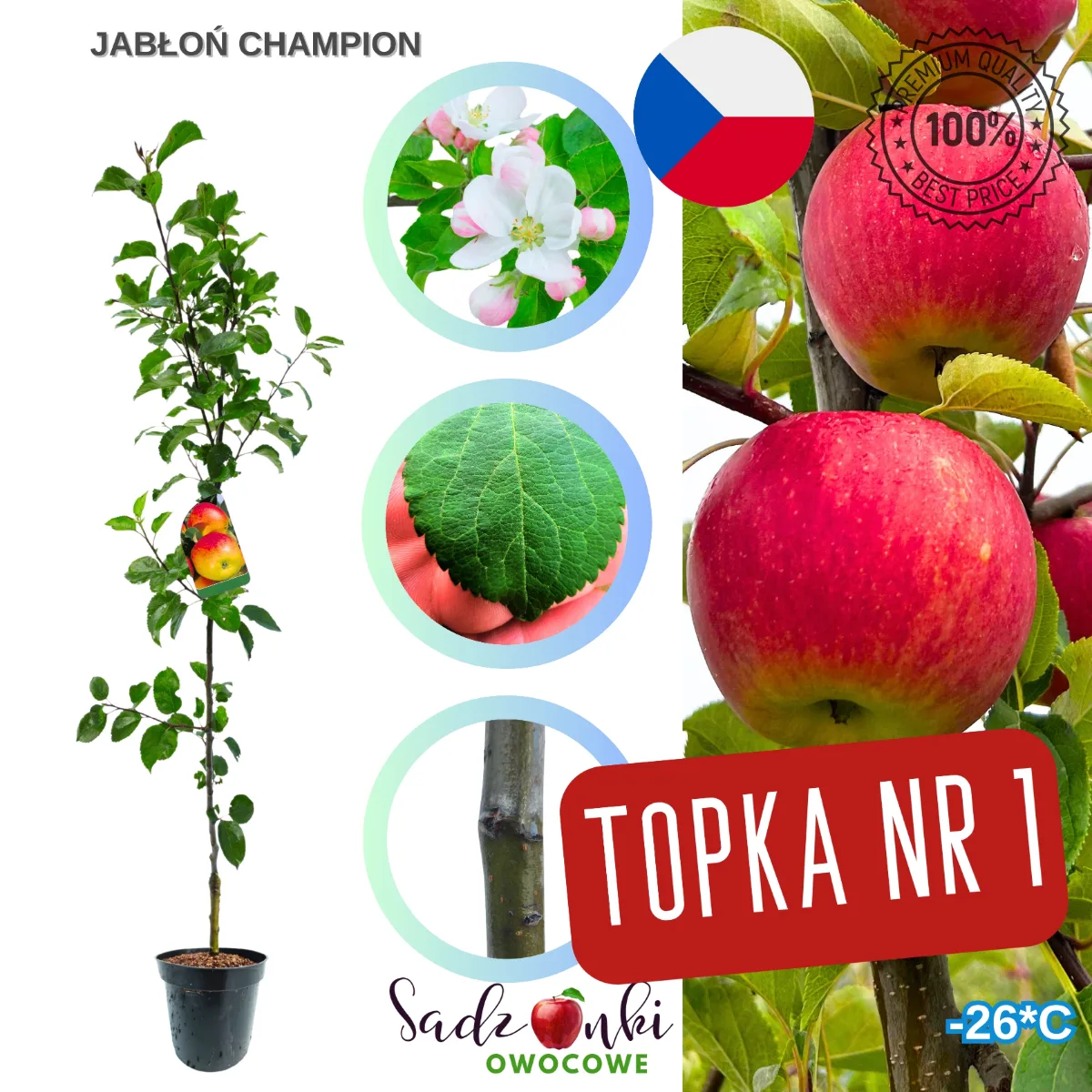 jabłoń Champion sadzonka prosto ze szkółki