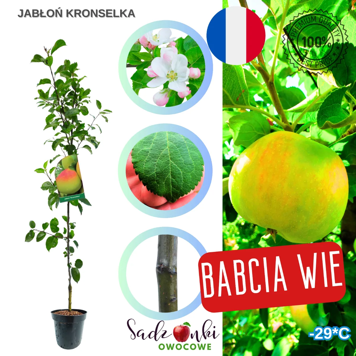 jabłoń Kronselka sadzonka kontenerowa drzewka owocowego zabezpieczona do transportu