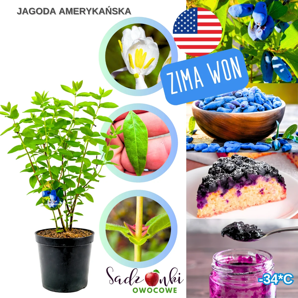 jagoda amerykańska – sadzonka krzewu owocowego w donicy, gotowa do sadzenia w ogrodzie