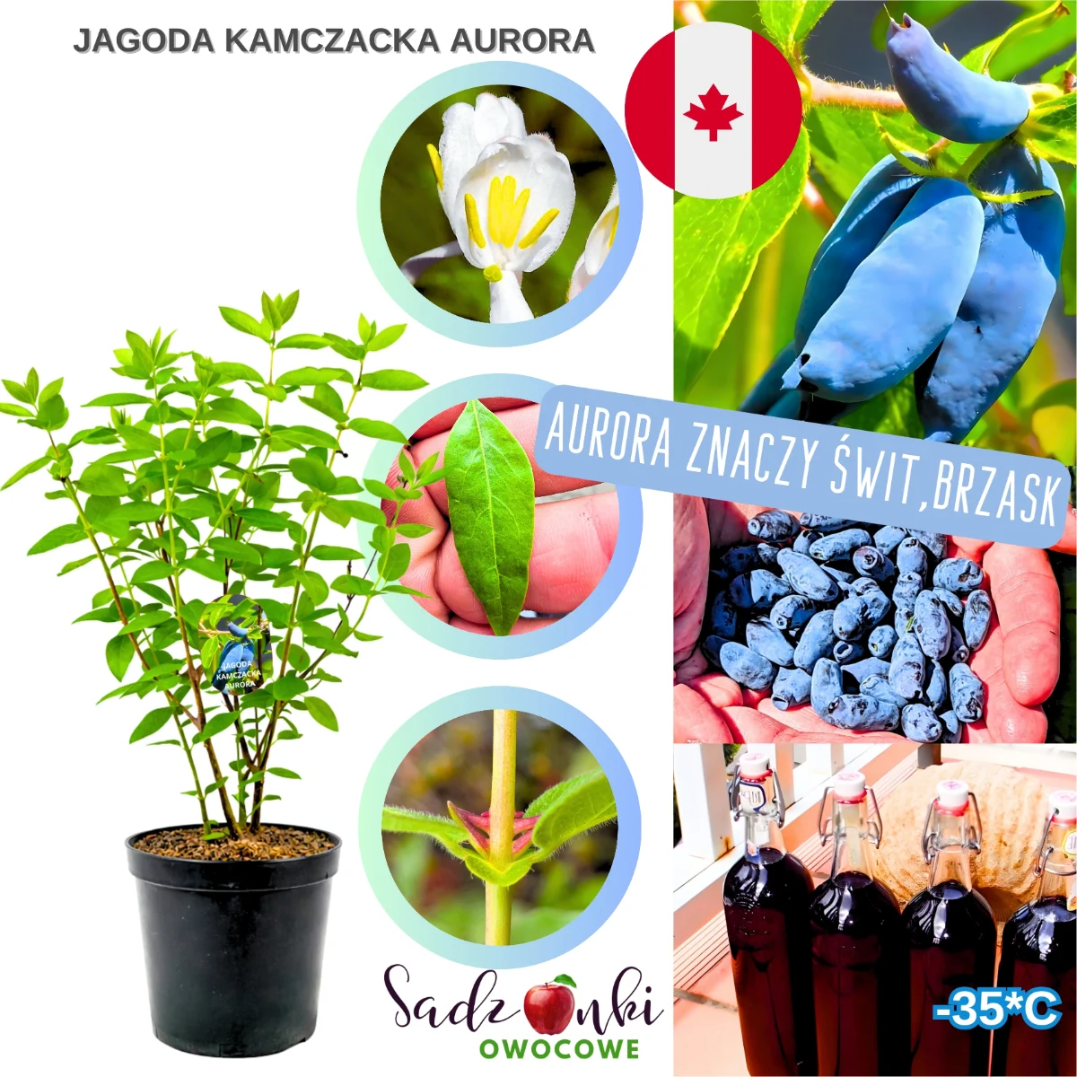 Jagoda Kamczacka Aurora – sadzonka w donicy, przygotowana do sadzenia w ogrodzie