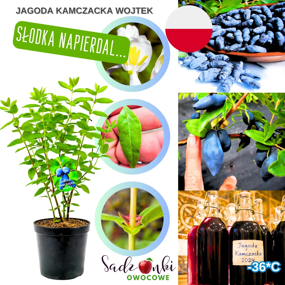 jagoda kamczacka Wojtek – sadzonka krzewu owocowego odporna na mróz do –36°C