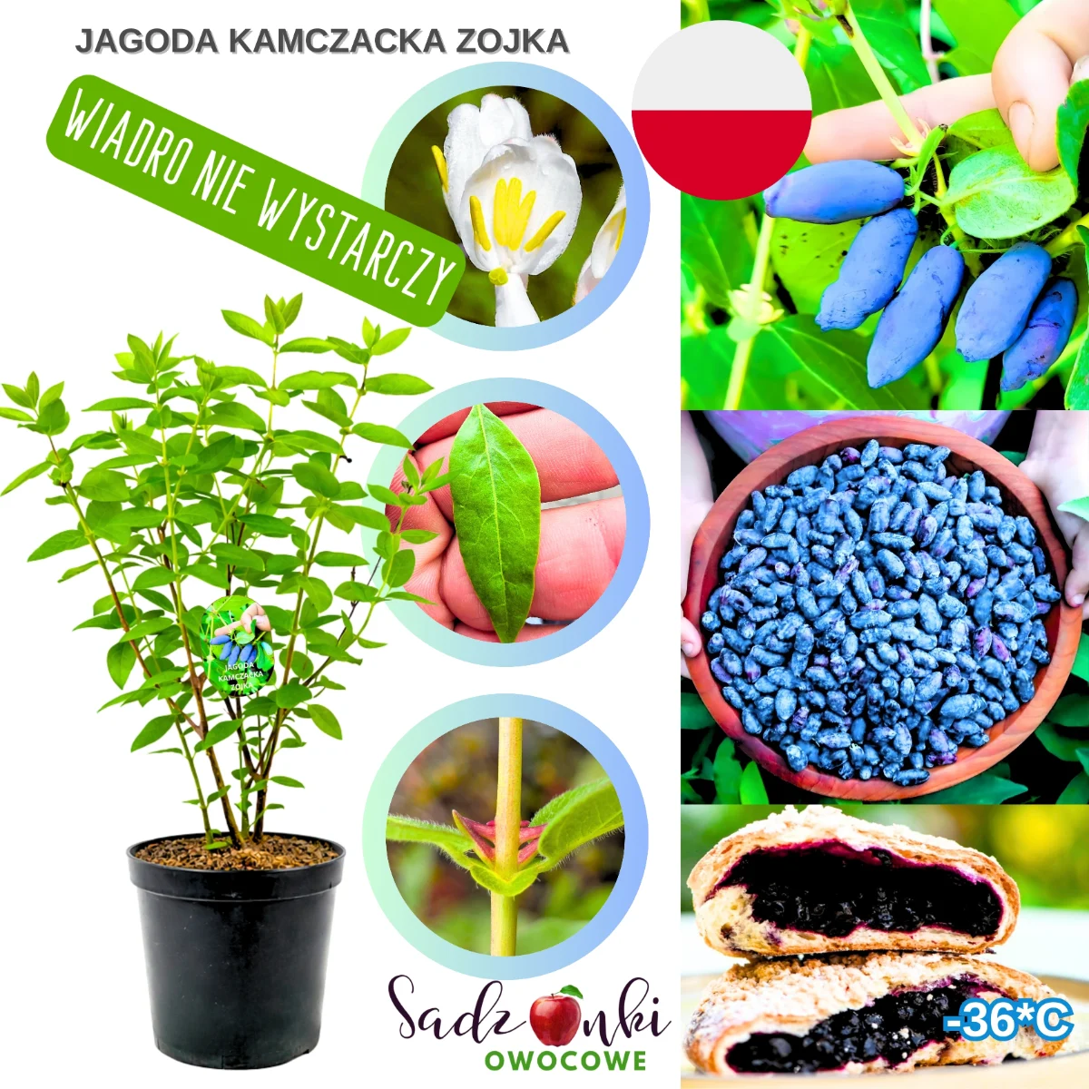 jagoda kamczacka zojka – sadzonka krzewu owocowego w donicy, gotowa do sadzenia w ogrodzie