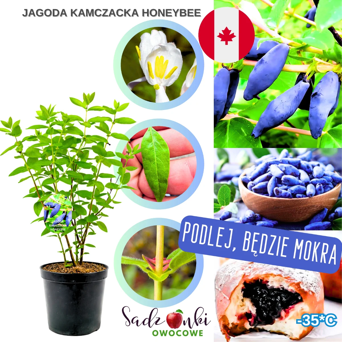 jagoda kamczacka honeybee – zdrowa sadzonka krzewu owocowego w donicy gotowa do posadzenia