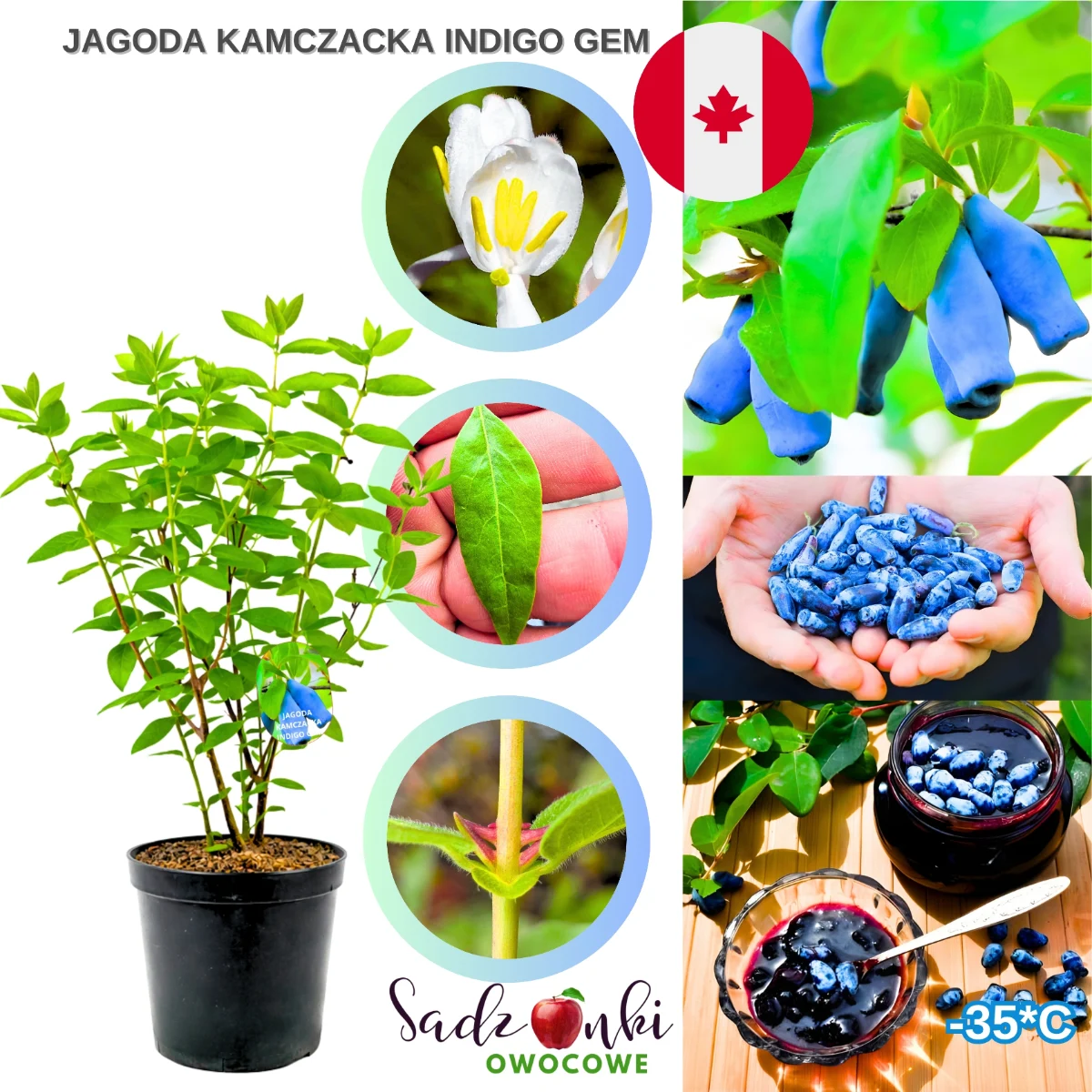 Jagoda kamczacka Indigo Gem – sadzonka krzewu owocowego do ogrodu, zdrowa roślina w donicy