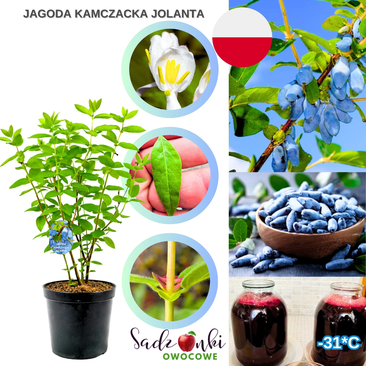 jagoda kamczacka jolanta – sadzonka krzewu owocowego w donicy do ogrodu