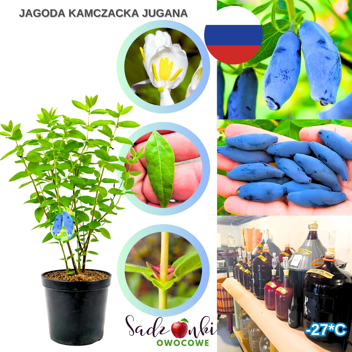 jagoda kamczacka jugana – sadzonka krzewu owocowego w donicy, gotowa do sadzenia