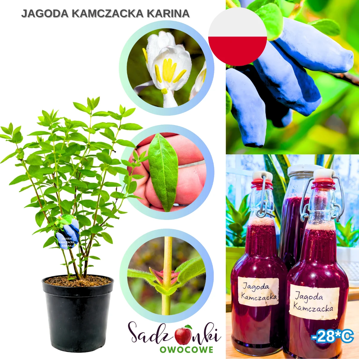 jagoda kamczacka karina – sadzonka krzewu owocowego w donicy produkcyjnej