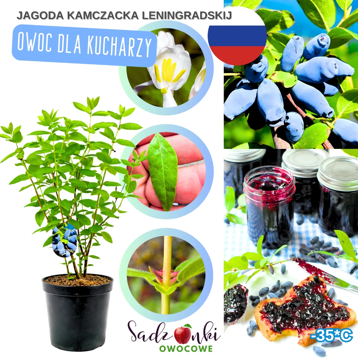 jagoda kamczacka leningradskij velikan – sadzonka krzewu owocowego w donicy produkcyjnej