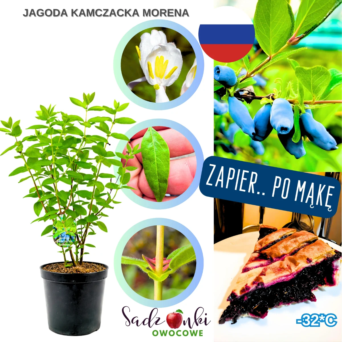 jagoda kamczacka Morena – sadzonka krzewu owocowego w donicy, gotowa do sadzenia w ogrodzie