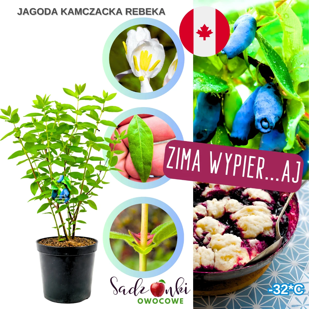 jagoda kamczacka rebeka – sadzonka krzewu owocowego w donicy, gotowa do sadzenia