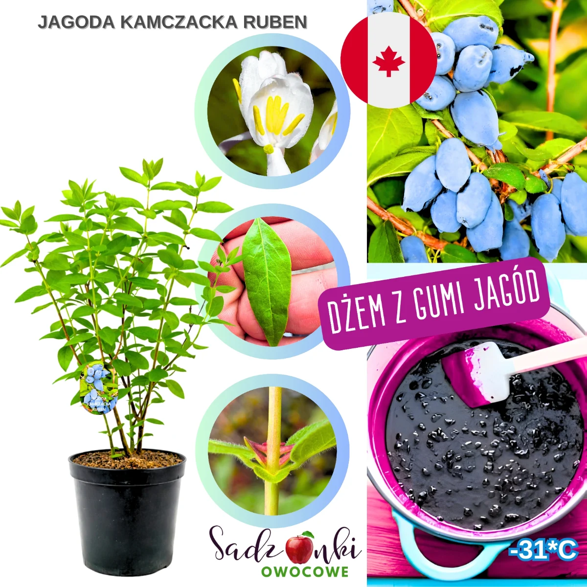 jagoda kamczacka ruben – sadzonka krzewu owocowego w donicy, gotowa do sadzenia w ogrodzie