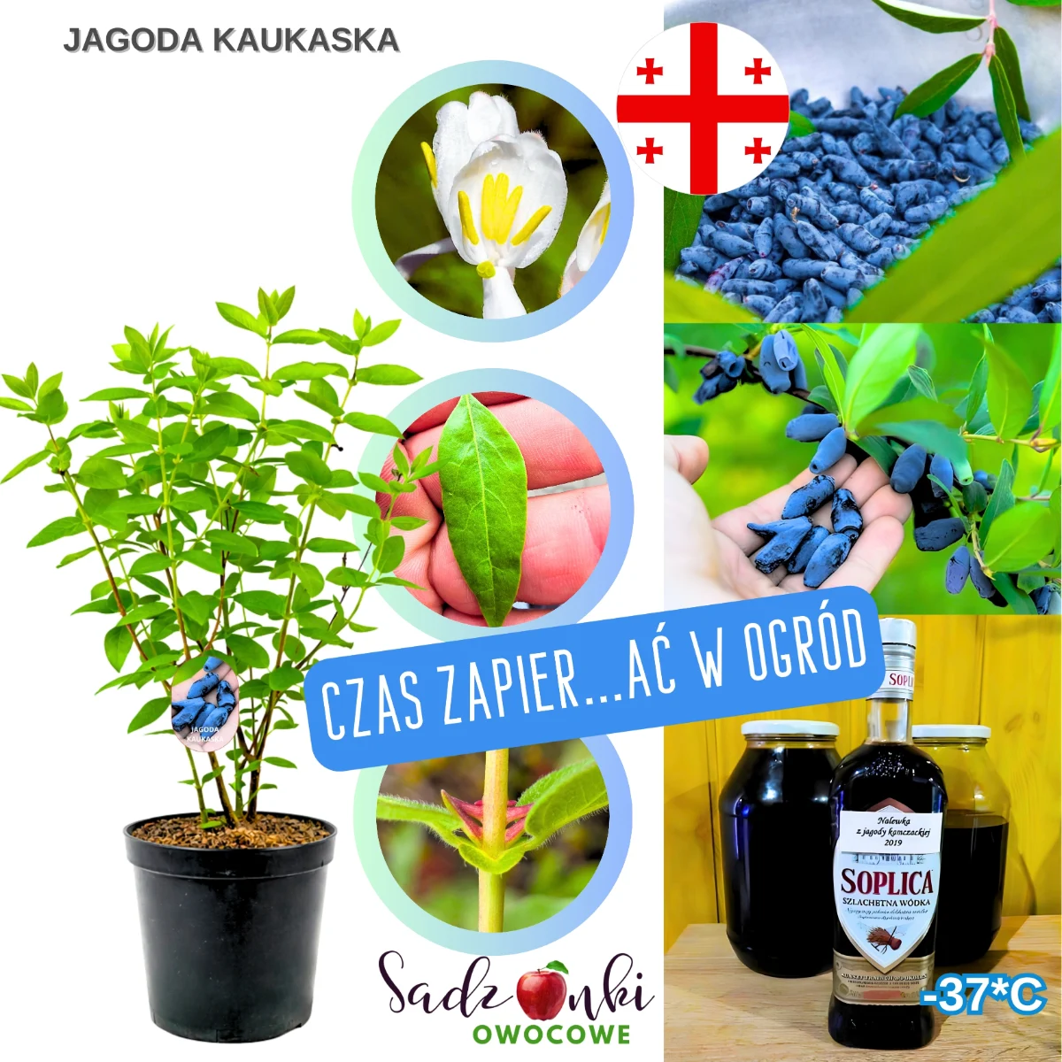 jagoda kaukaska – sadzonka krzewu owocowego w donicy, gotowa do sadzenia w ogrodzie