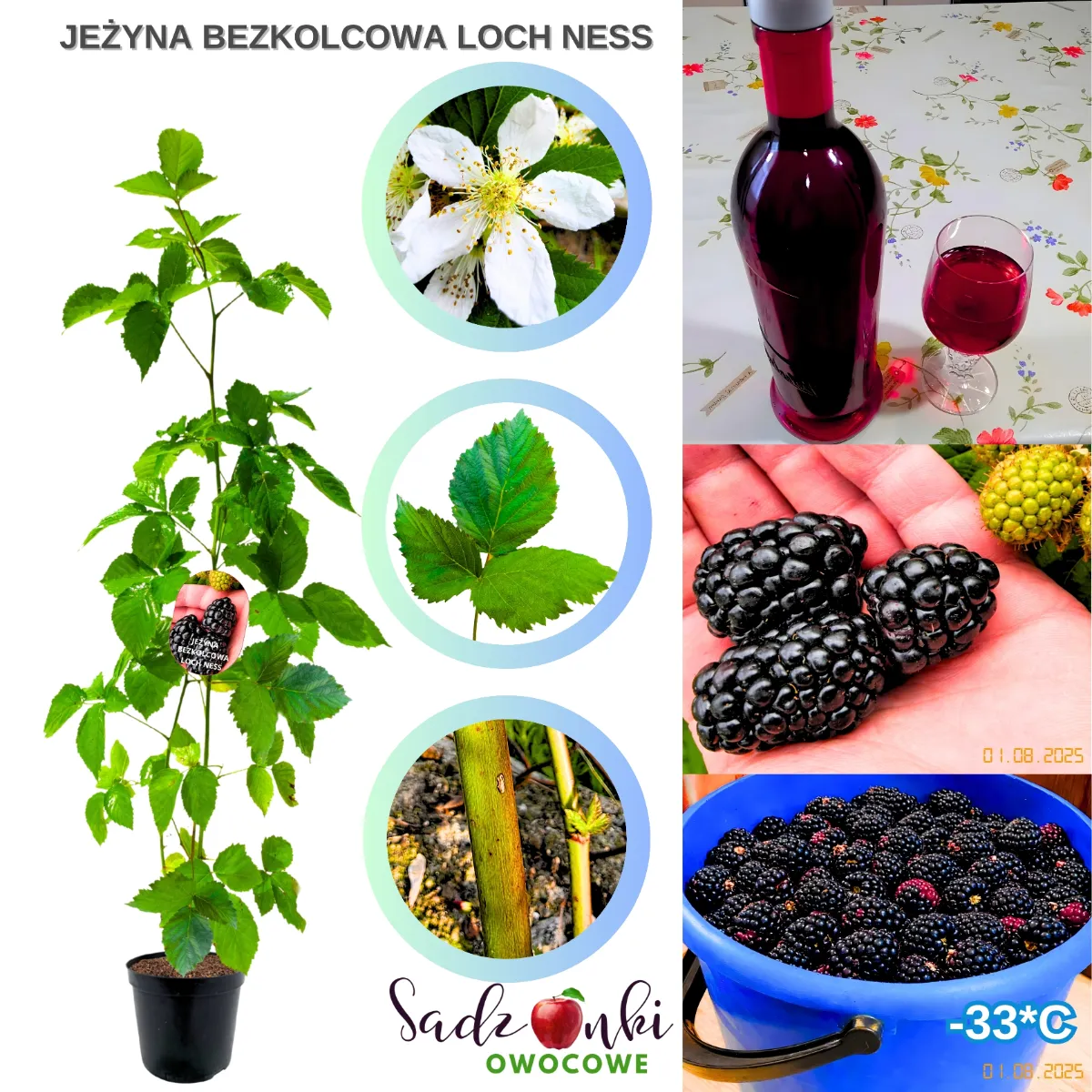 jeżyna loch ness sadzonka jeżyny bezkolcowej w doniczce zdrowy krzew owocowy z materiału szkółkarskiego