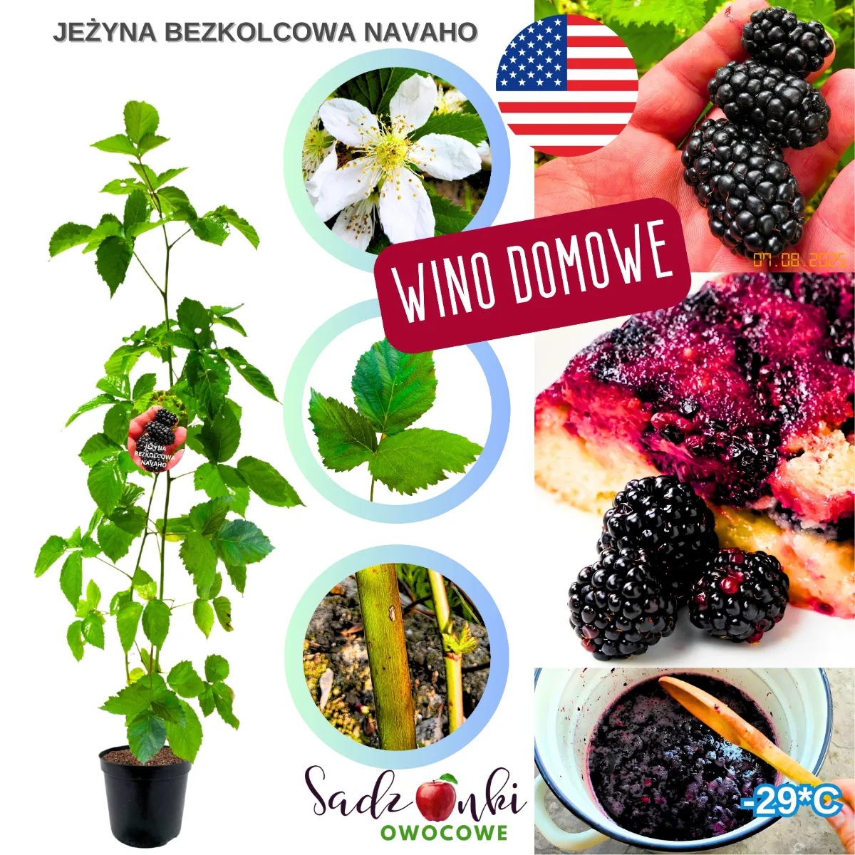 jeżyna bezkolcowa navaho sadzonka odmiany Navaho w doniczce zdrowa roślina owocowa z produkcji szkółkarskiej