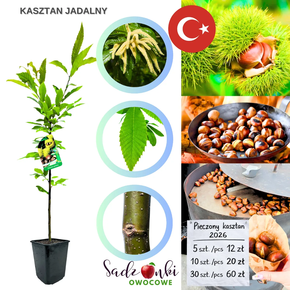 kasztan jadalny sadzonka drzewka owocowego przygotowana do sadzenia w ogrodzie