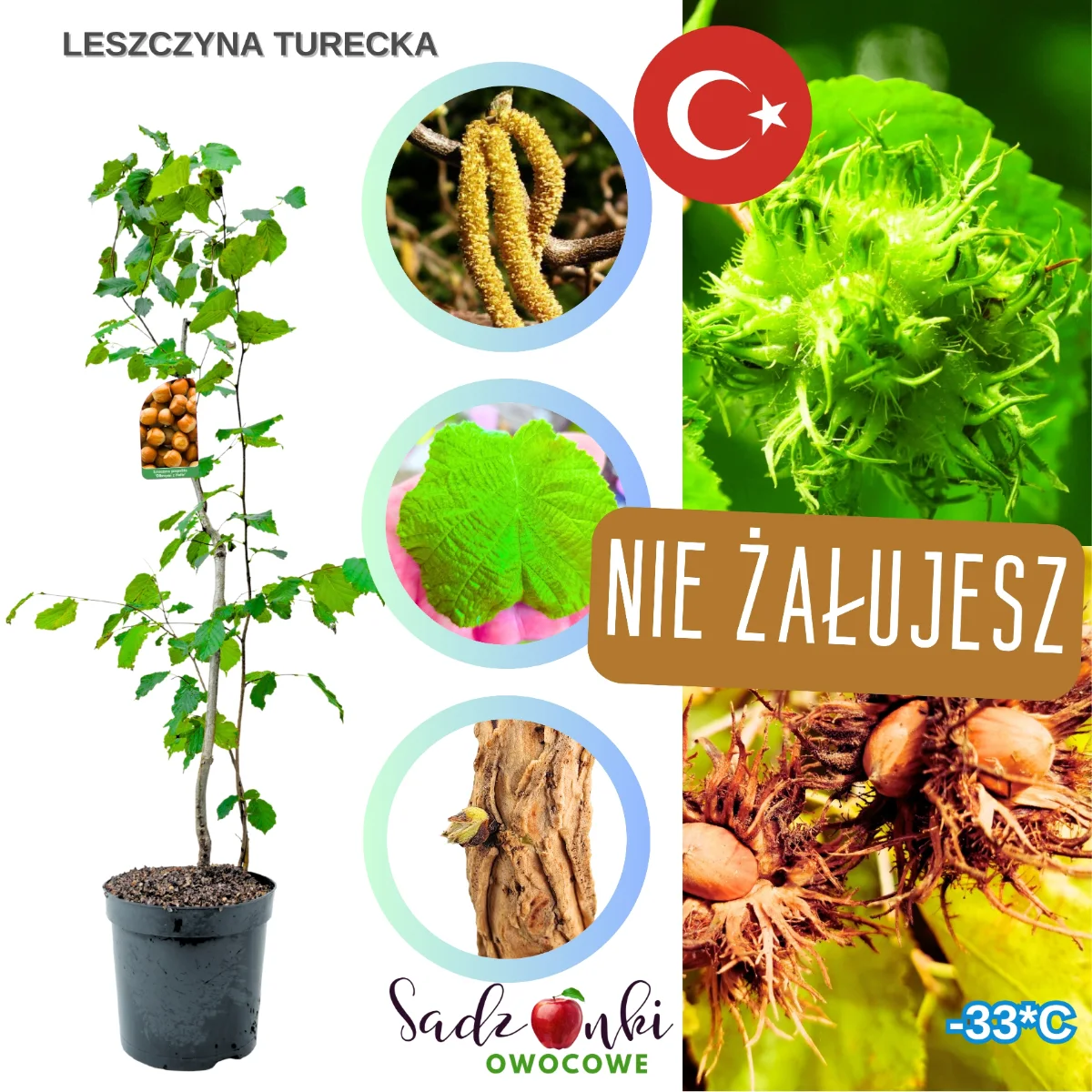 leszczyna turecka – sadzonka orzecha laskowego w doniczce z polskiej szkółki