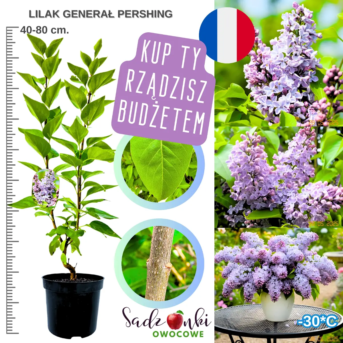 lilak generał pershing krzew ozdobny w donicy 40-80- cm.