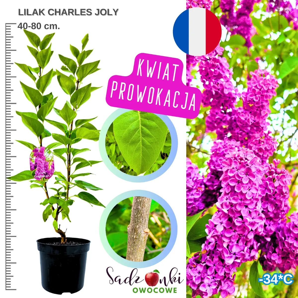 lilak charles joly krzew ozdobny w donicy 40-80 cm.