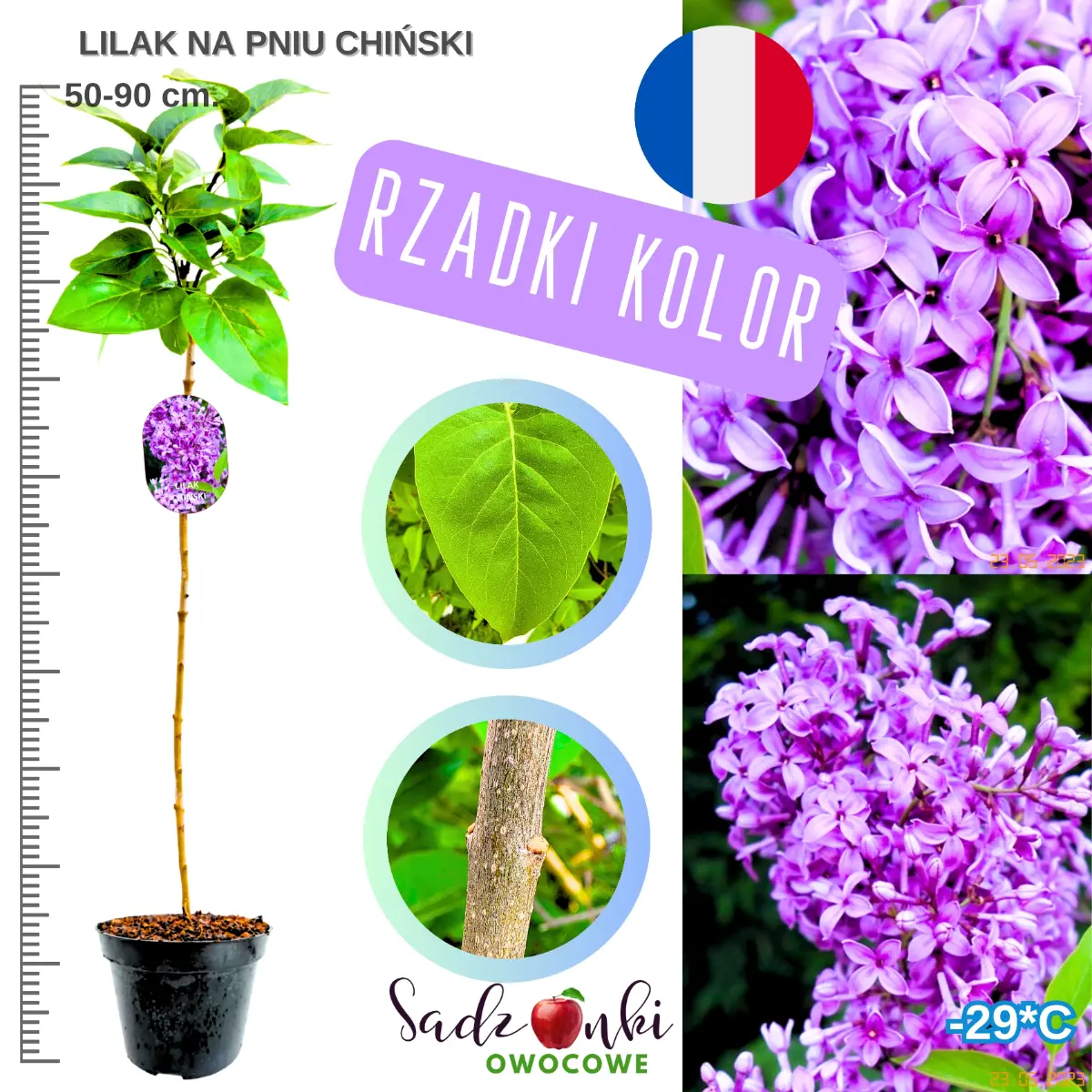 lilak chiński na pniu drzewko ozdobne w donicy wysokość 50-90 cm.