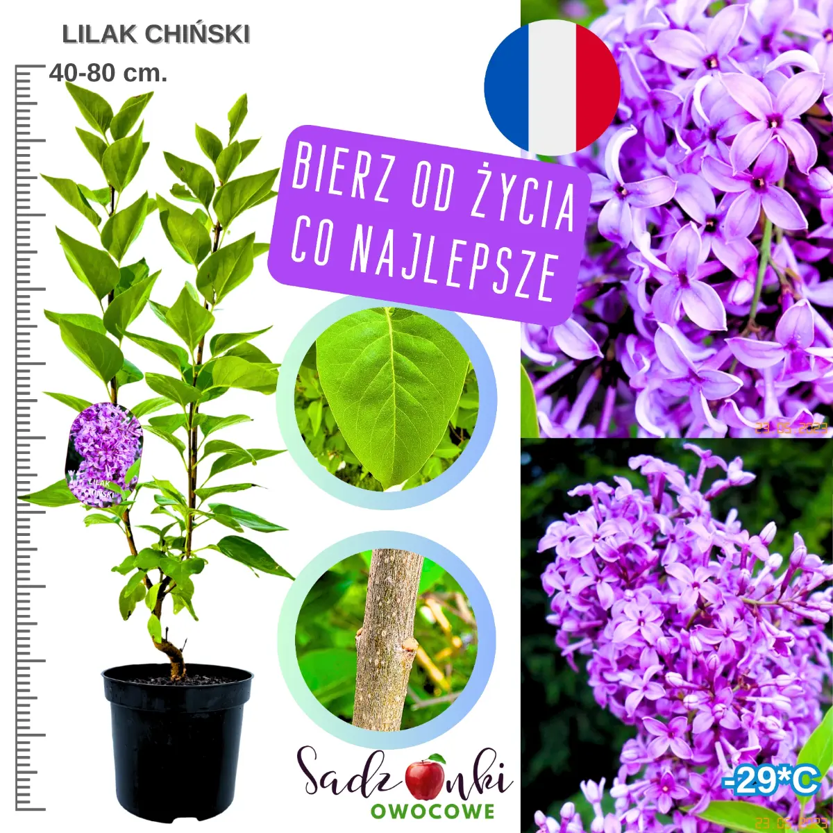 lilak chiński krzew w donicy wysokość 40-80 cm.