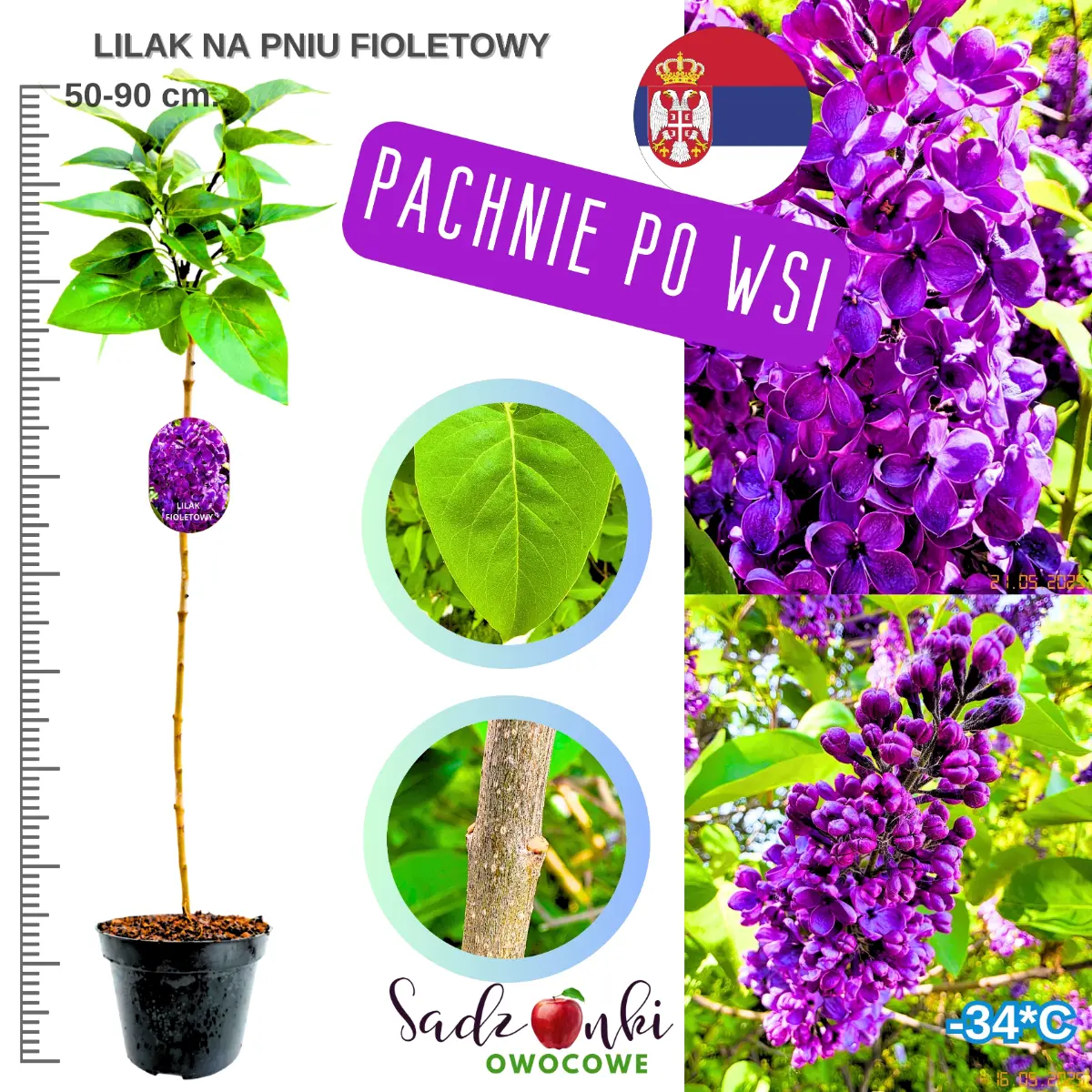 lilak fioletowy na pniu wysokość 50-90 cm. sadzonka w donicy