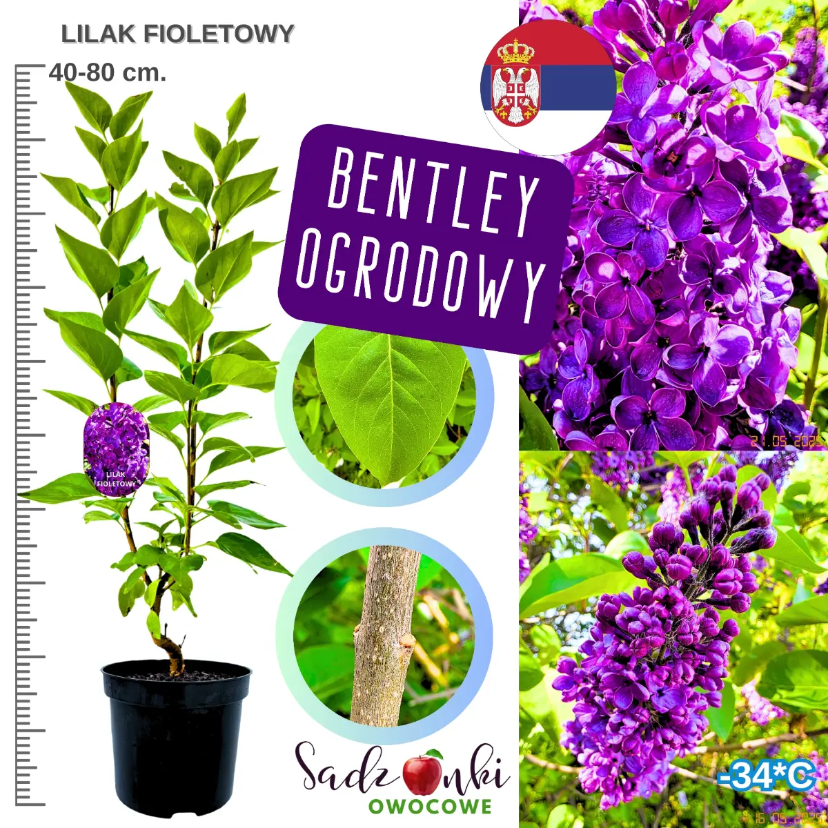 lilak fioletowy krzew sadzonka wysokość 40-80 cm.