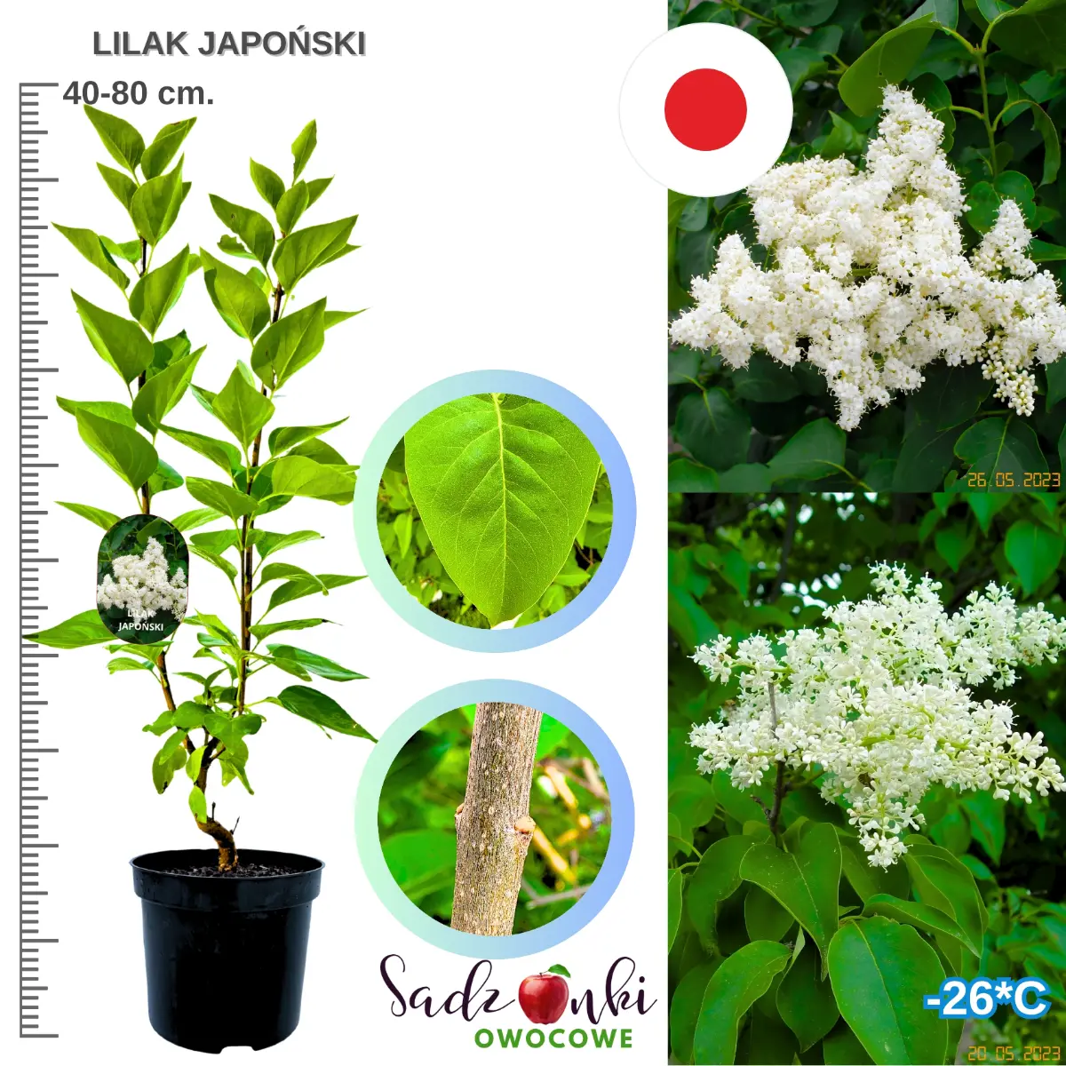lilak japoński krzew ozdobny w donicy sadzonka 40-80 cm.