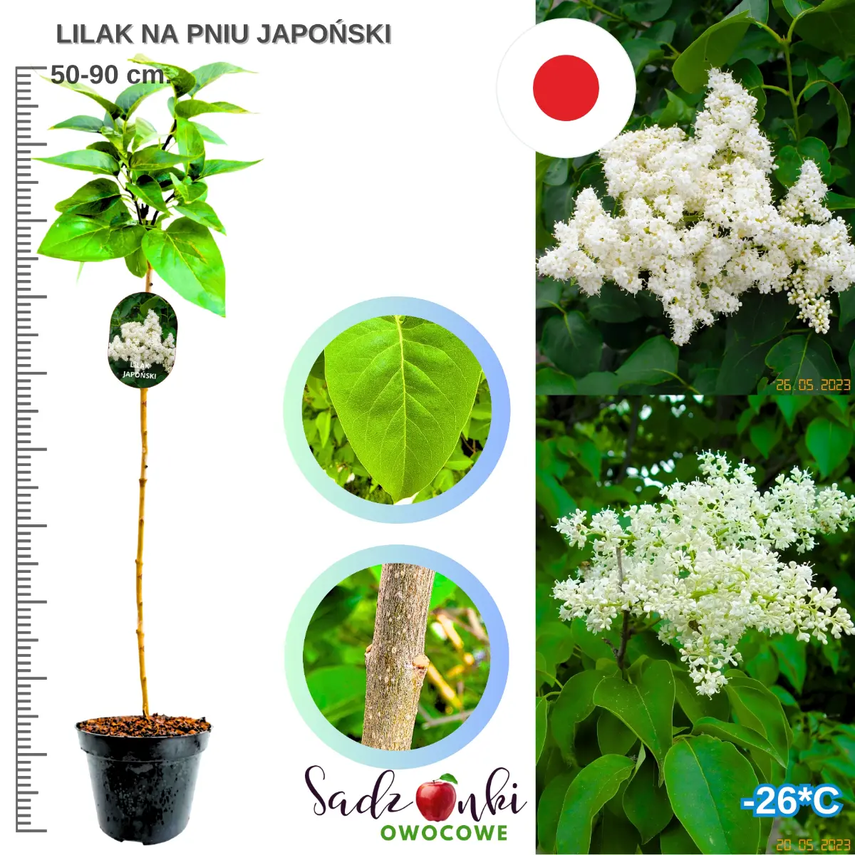 lilak japoński na pniu sadzonka szczepiona w donicy wysokość 50-90 cm.