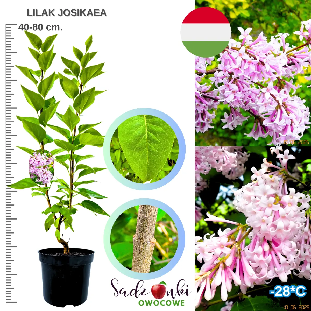 lilak josikaea w donicy krzew ozdobny 40-80 cm.