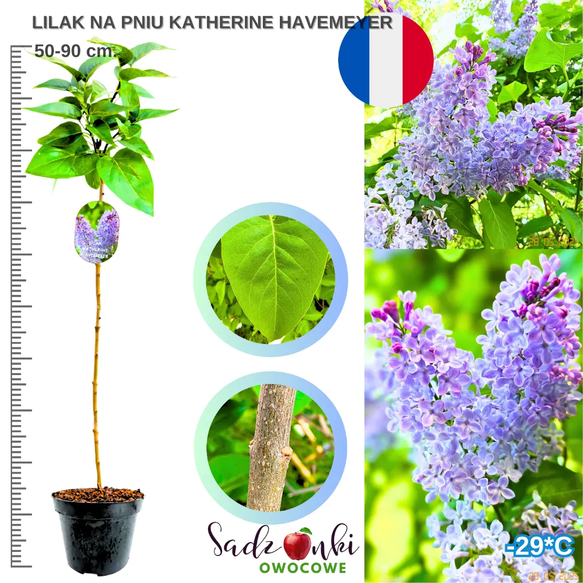 lilak katherine havemeyer na pniu drzewko 50-90 cm.