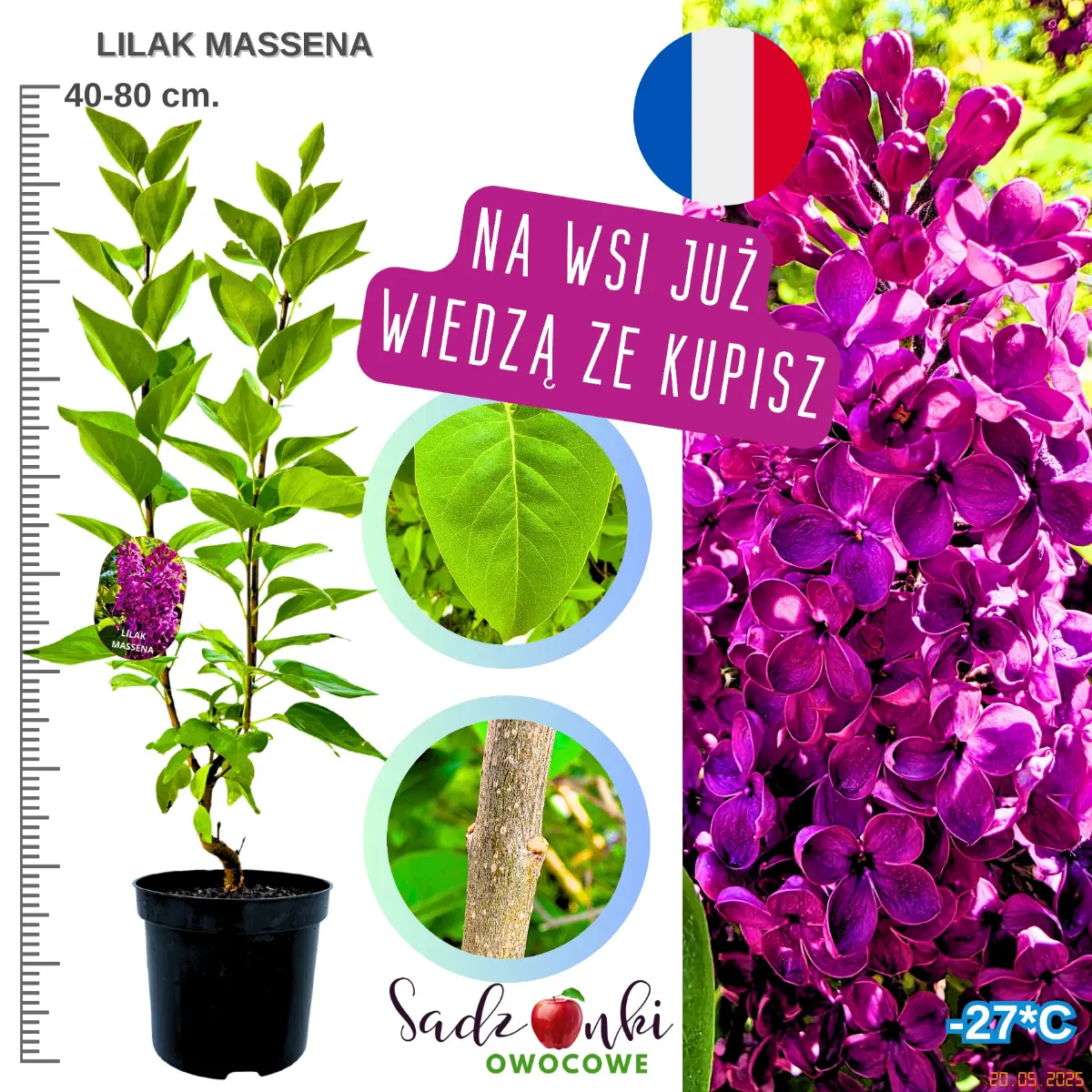 lilak massena krzew w donicy wysokość 40-80 cm.