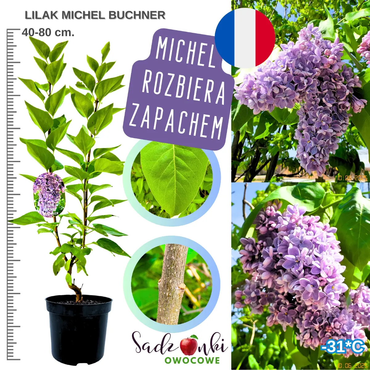 lilak michel buchner krzew w donicy 40-80 cm.