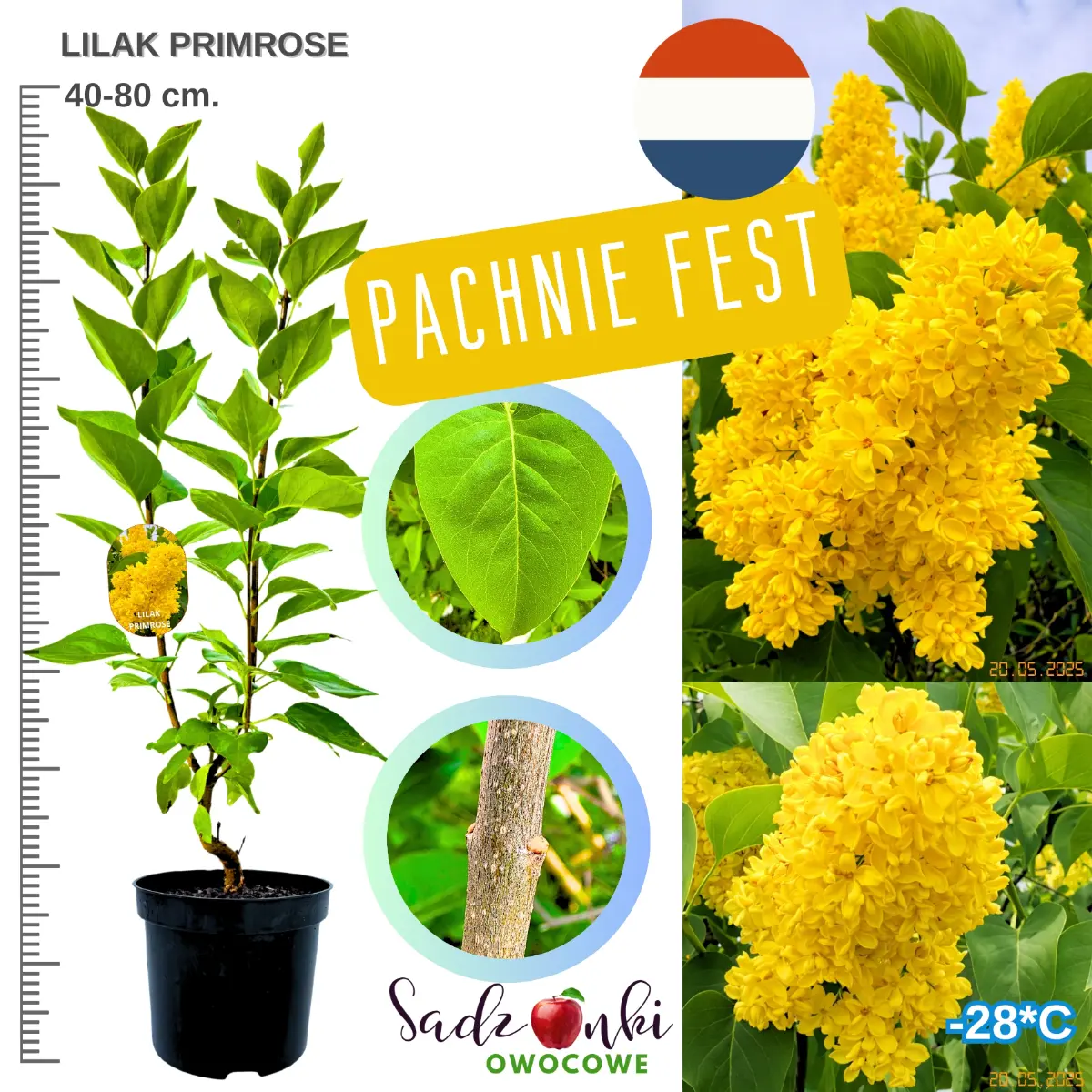 lilak primrose krzew ozdobny w donicy wysokość 40-80 cm.