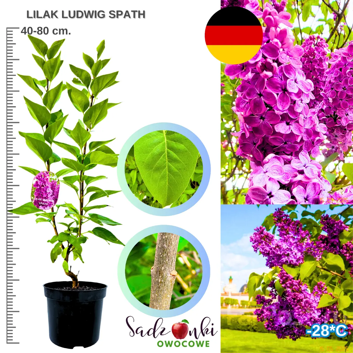 lilak ludwig spath krzew wysokość 40-80