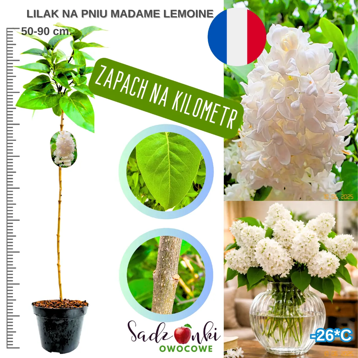 lilak madame lemoine na pniu drzewo w donicy 50-90 cm