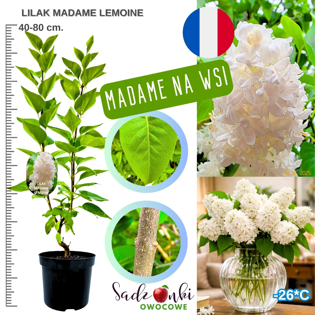 lilak madame lemoine krzew w donicy wysokość 40-80 cm.
