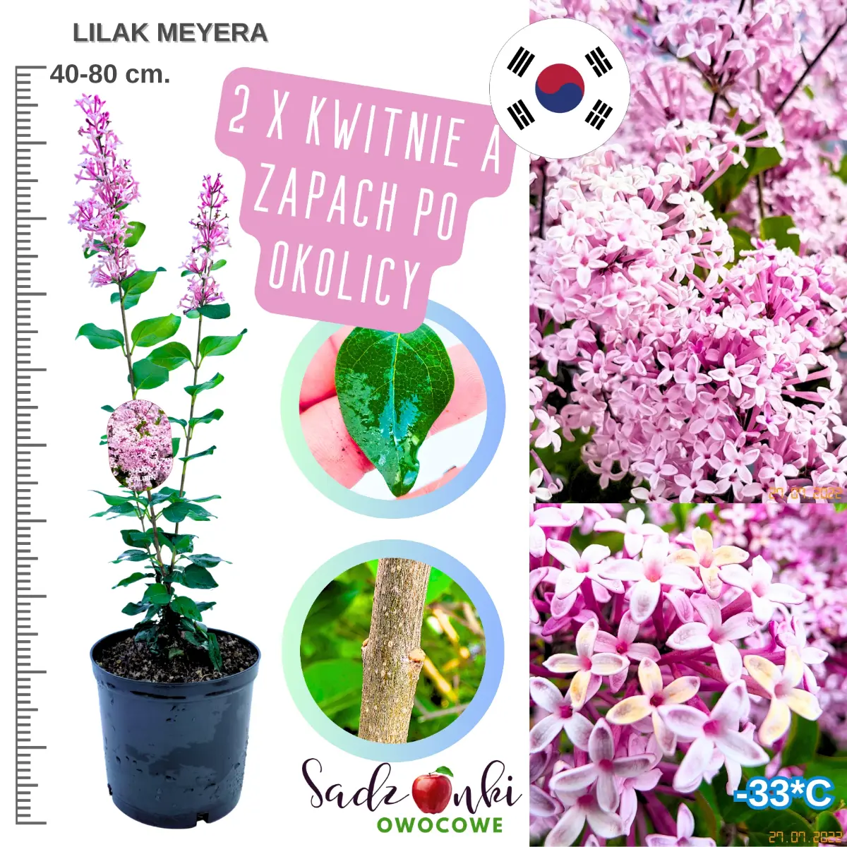 lilak meyera krzew w donicy wysokość 40-80 cm.