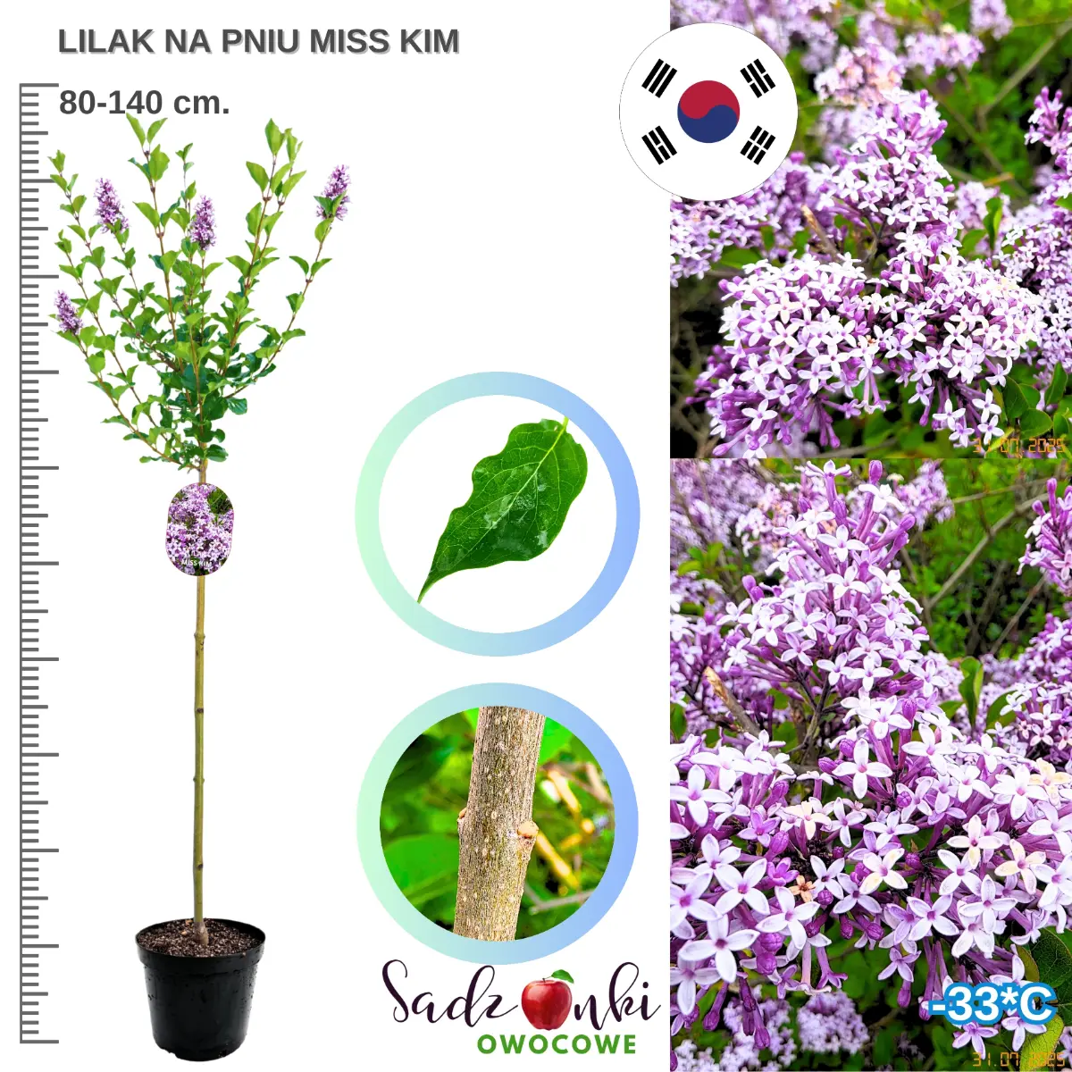 lilak koreański miss kim na pniu sadzonka w donicy 50-90 cm.
