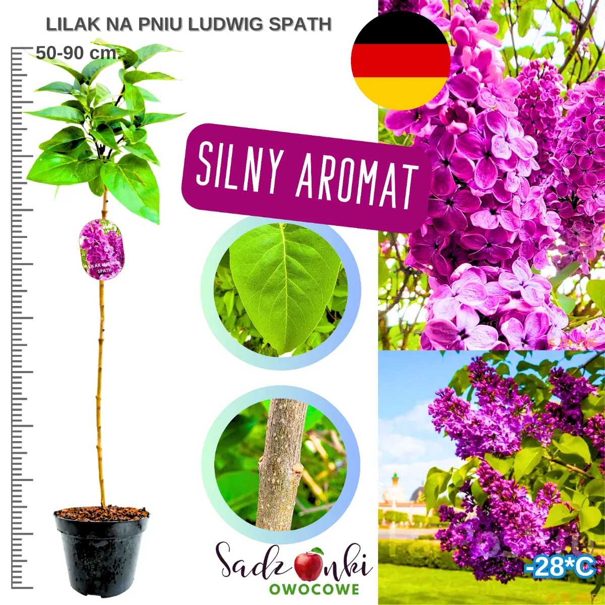 Lilak Ludwig Spath na pniu drzewko w donicy szczepione wysokość 50-90 cm.