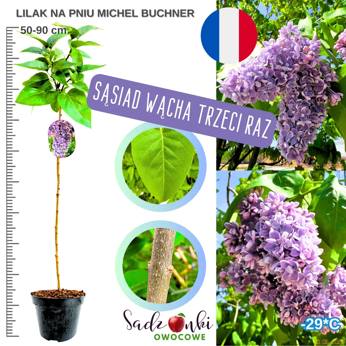 lilak michel buchner na pniu w donicy 50-90 cm
