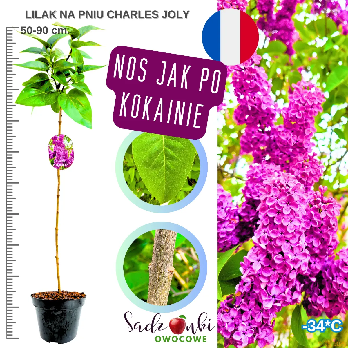 lilak charles joly na pniu sadzonka bezlilak w donicy wysokość 50-90 cm. drzewko ozdobne