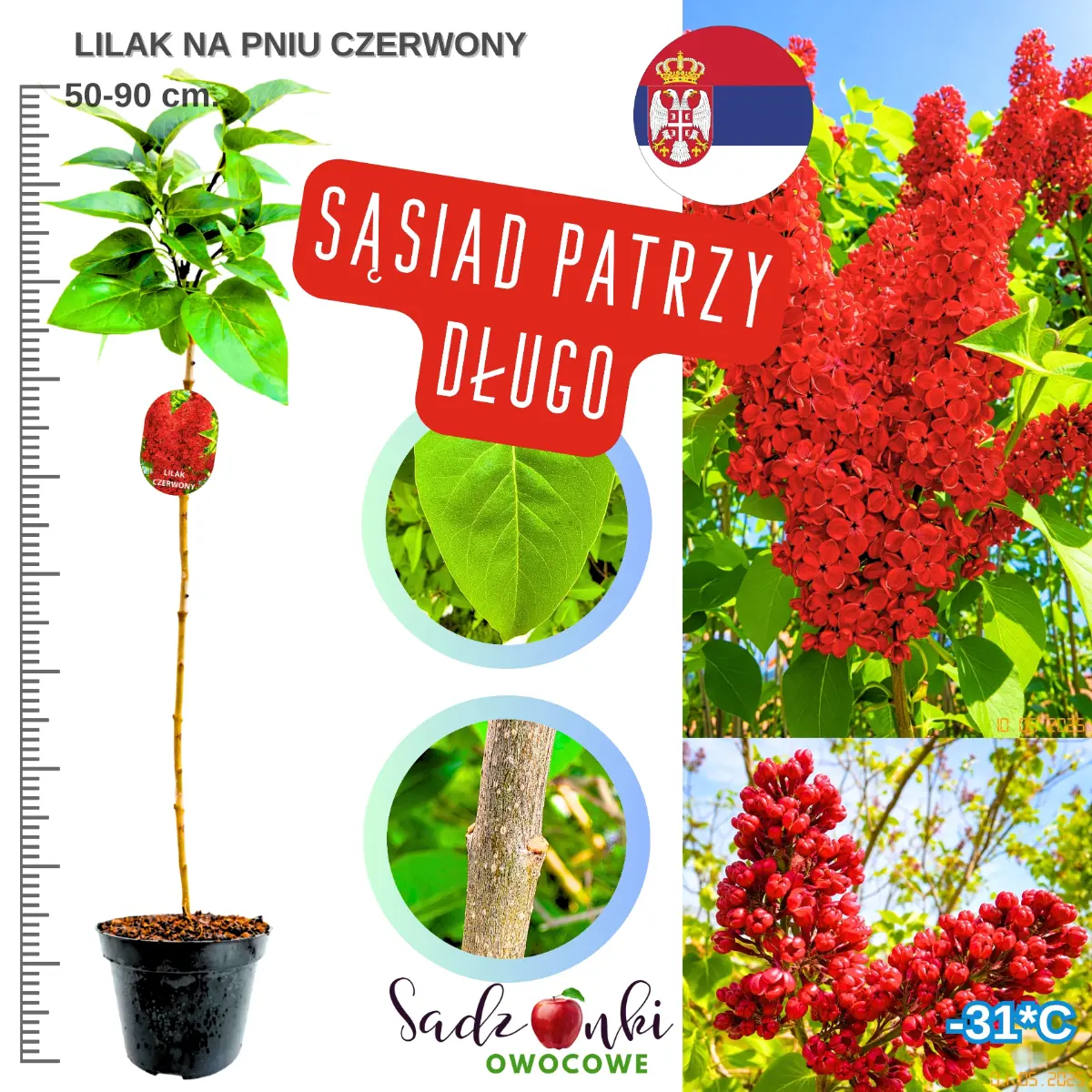 lilak czerwony na pniu drzewko ozdobne wysokość 50-90 cm. donica