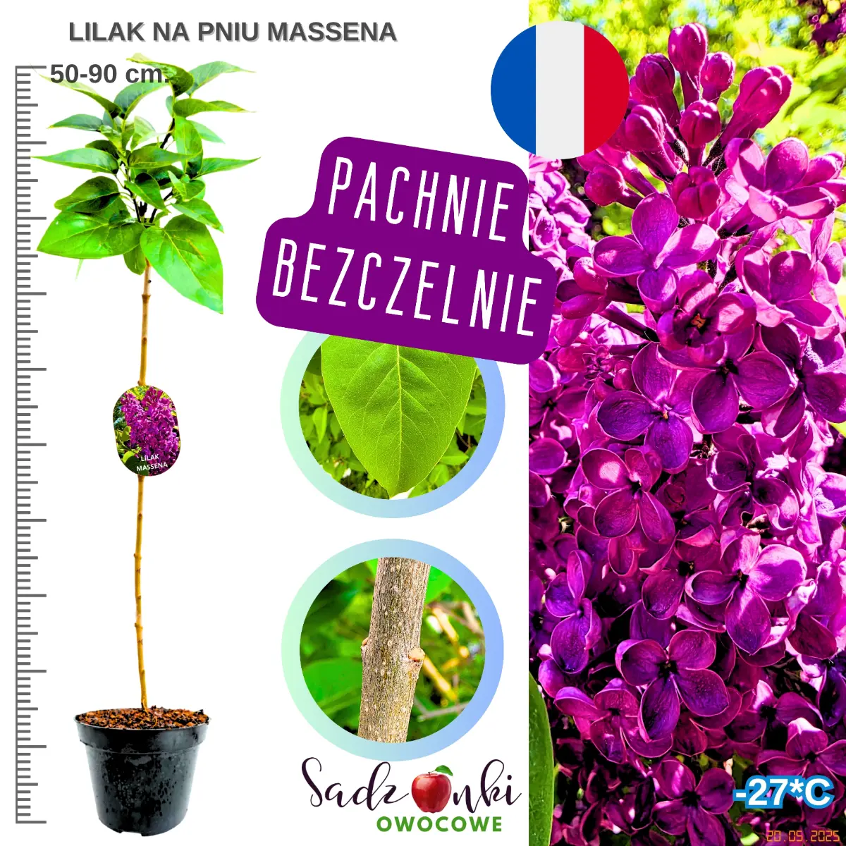 lilak massena na pniu 50-90 cm szczepione drzewko ozdobne