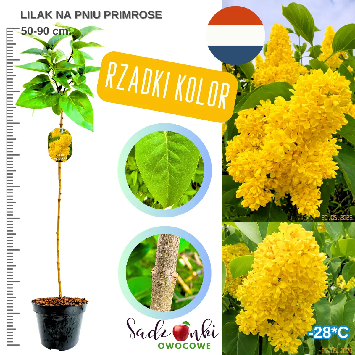 lilak primrose na pniu drzewo w donicy wysokość 50-90 cm.